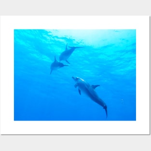 Dolphins swimming underwater Posters and Art